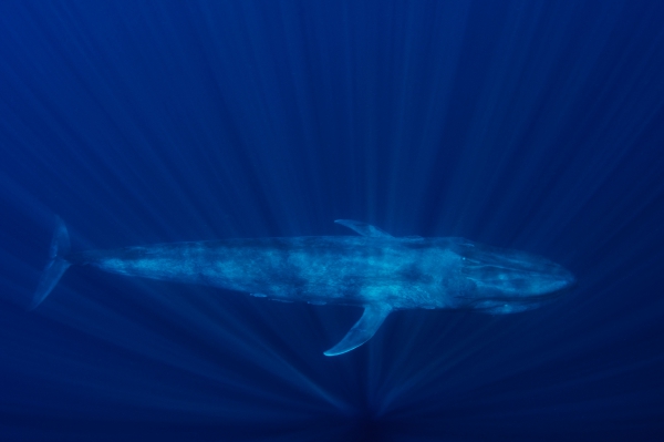 Güralp record blue whales
